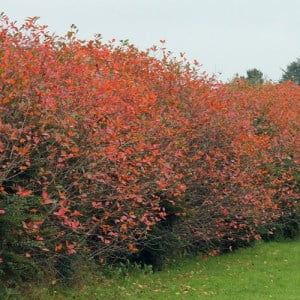 Surbær (Aronia melanocarpa)