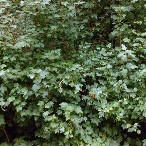 Fjeldribs (Ribes alpinum)