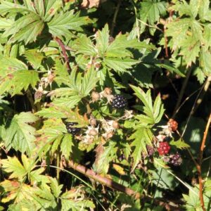 Brombær (Rubus plicatus)