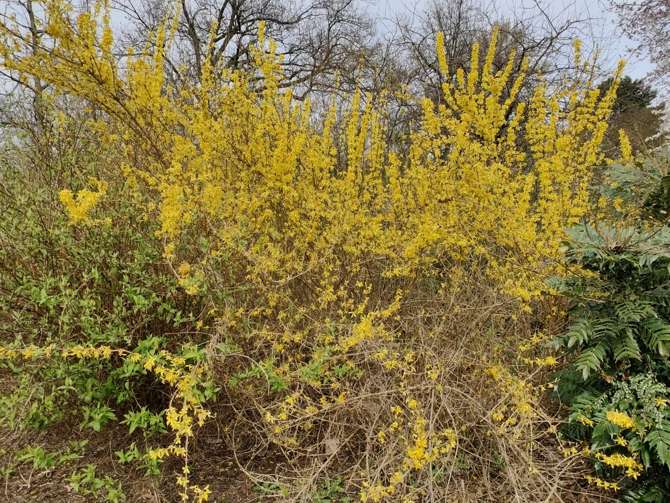 Forsythia
