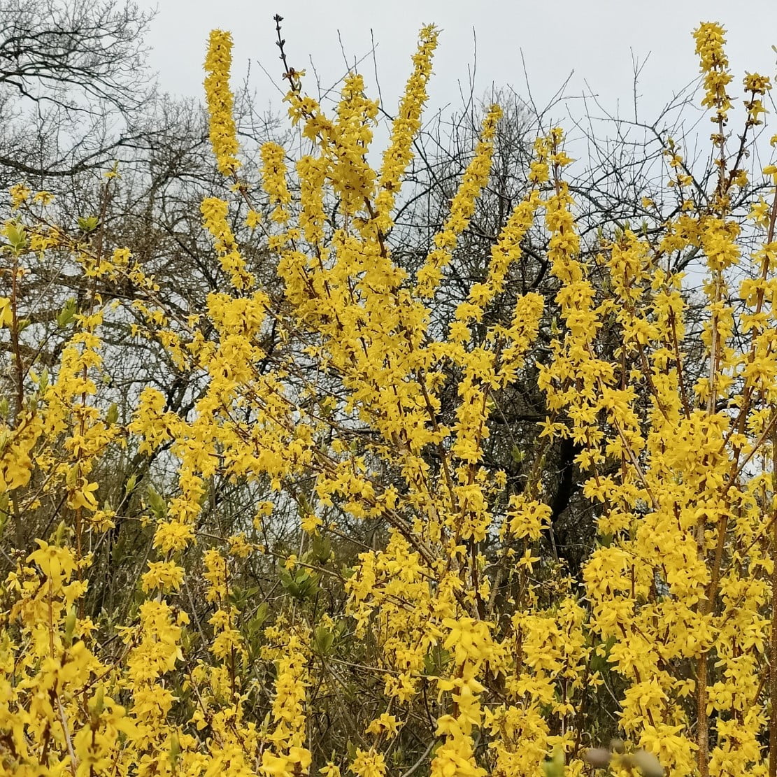 Forsythia - Billede 2
